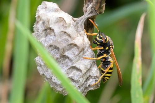 Réf. 253 241 : Polistes nimpha
